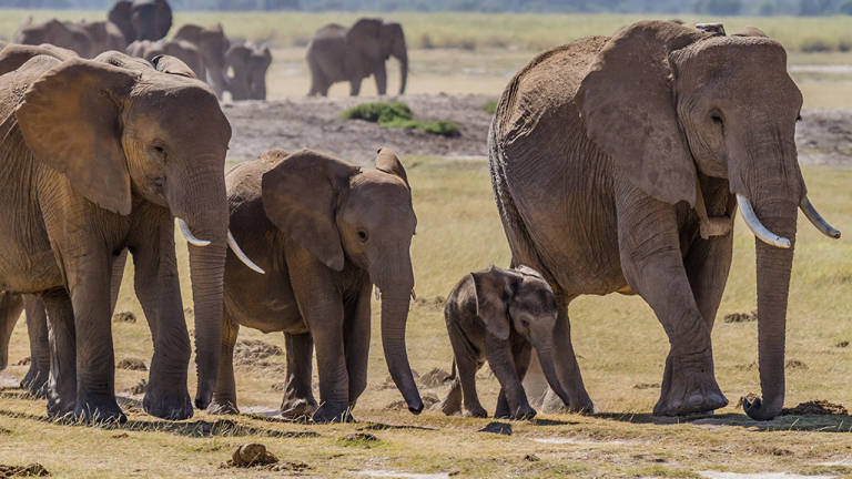Más de una docena de elefantes mueren envenenados en Zimbabue