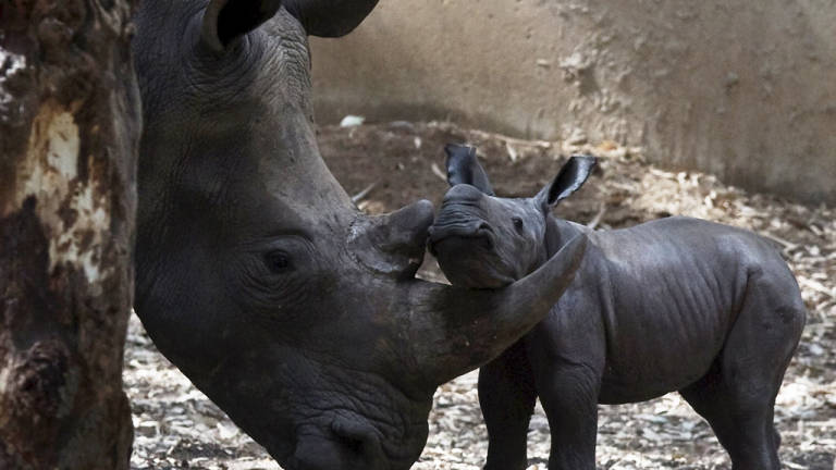 En Sudáfrica piden legalizar venta de cuernos de rinoceronte