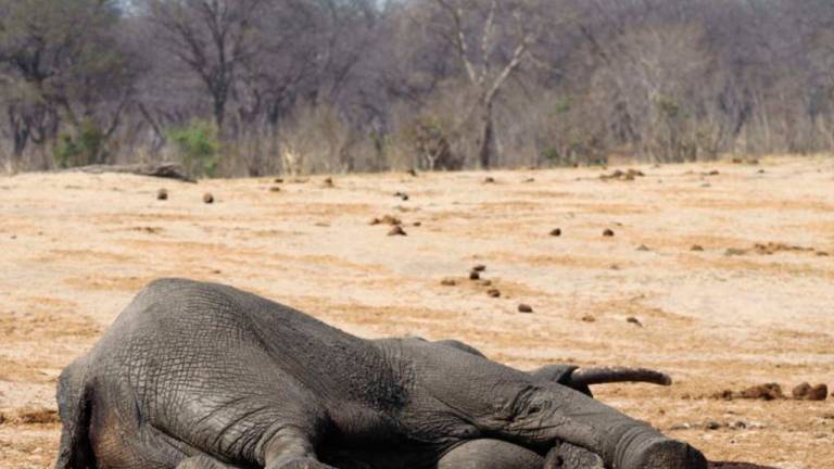 Más de 20 elefantes mueren envenenados en Zimbabue