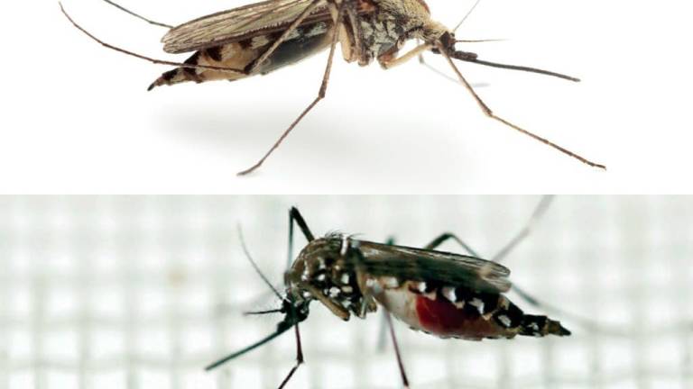 Mosquitos, los temibles transmisores