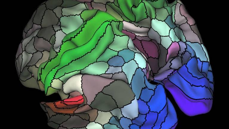 Nuevo mapa del cerebro identifica 100 regiones desconocidas