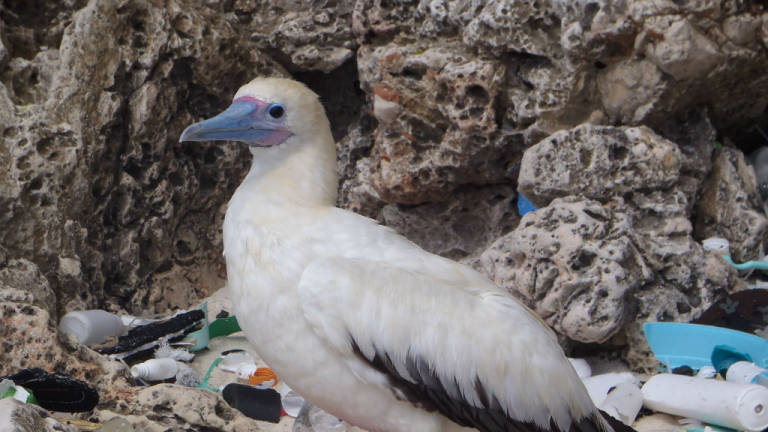 En 2050 casi todas las aves marinas habrán ingerido plástico