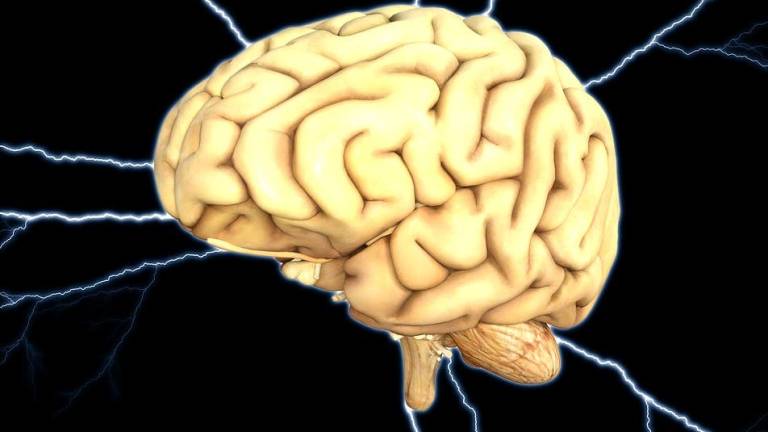 Estudio revela que una parte del cerebro sigue creciendo durante edad adulta