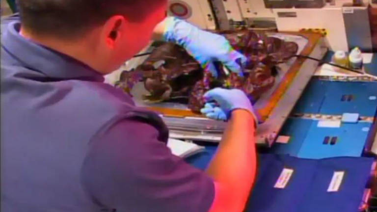 Astronautas prueban primera lechuga cultivada en el espacio