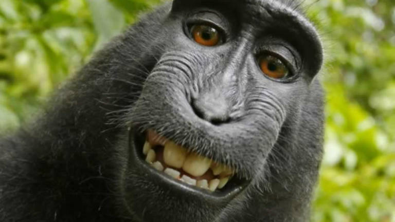 PETA lucha por los derechos de un mono fotógrafo