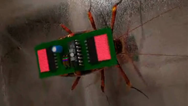 Robot-cucaracha podría detectar a personas bajo los escombros