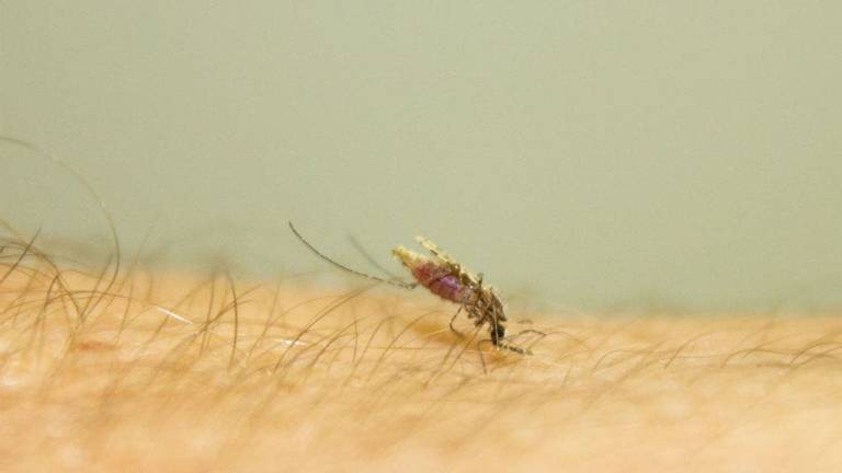 El objetivo de la OMS de reducir en 75% los casos de malaria se quedará sin cumplir