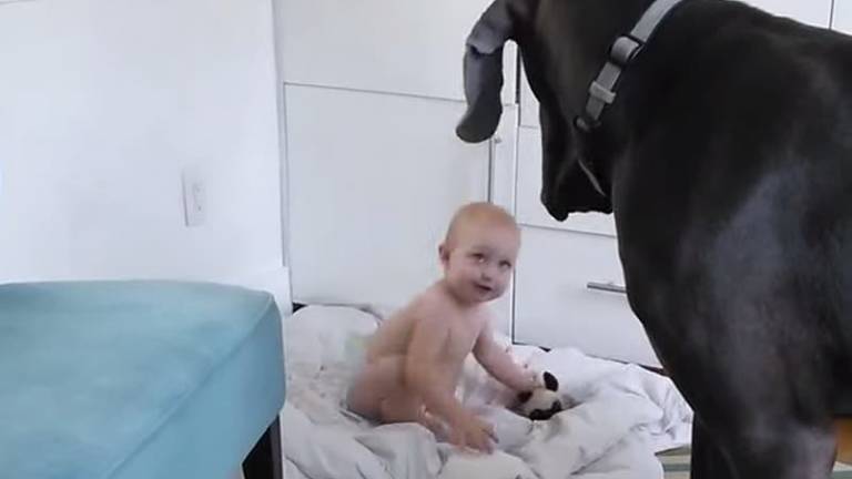 Un bebé le enseña a su mascota &quot;quien manda en casa&quot;