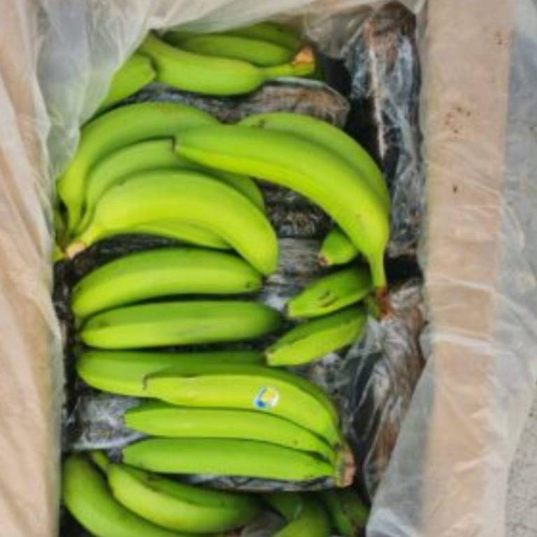Guayaquil: hallan cerca de 25 millones de dosis de cocaína en contenedor de banano que iba a Rusia $!Guayaquil: hallan cerca de 25 millones de dosis de cocaína en contenedor de banano que iba a Rusia