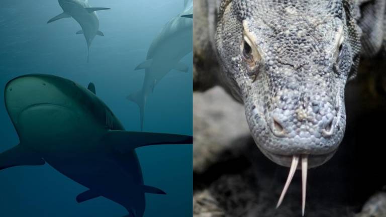 Tiburones, rayas y dragones de Komodo encabezan lista roja de especies en peligro de extinción
