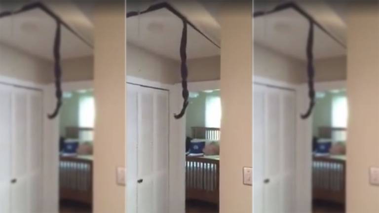Serpientes caen del techo y quedan registradas en un video viral