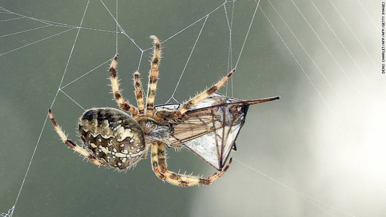 Regalos significan la vida o la muerte para especies de arañas