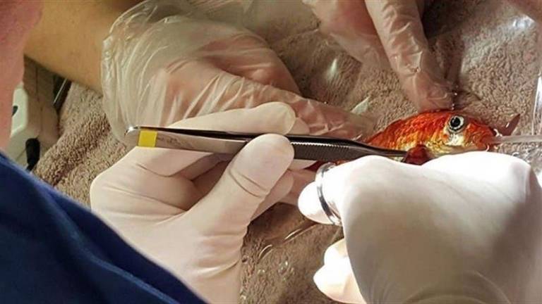 Una familia gastó $250 en operar de un tumor a un pez dorado