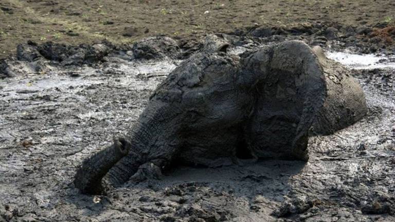 El conmovedor rescate de un elefante atrapado en lodo