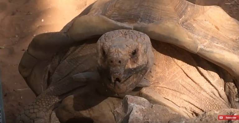 Por qué se volvió viral el video de dos tortugas gigantes reproduciéndose