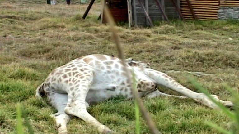 Muere una tercera jirafa en Loja; el Alcalde lo atribuye a un desprestigio de su gestión