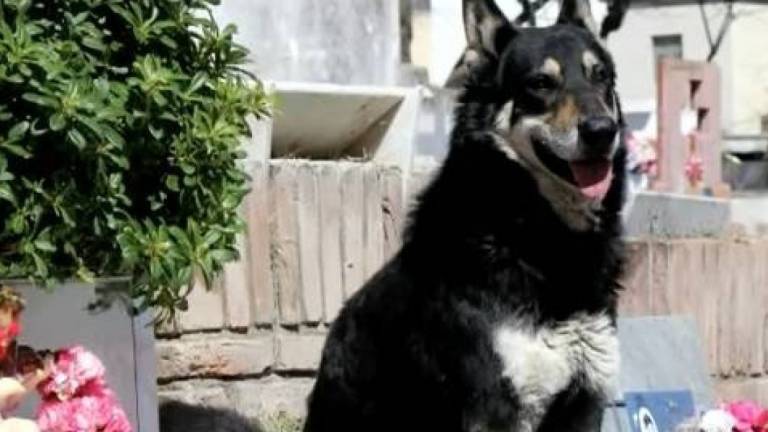 Muere el perro que veló durante una década la tumba del amo