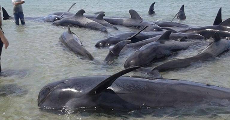 Cerca de 30 ballenas mueren varadas en una playa mexicana