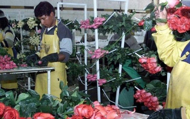 Variedades de gran belleza y una calidad sin igual hacen de las rosas ecuatorianas uno de los productos más codiciados en el mundo. Foto: archivo