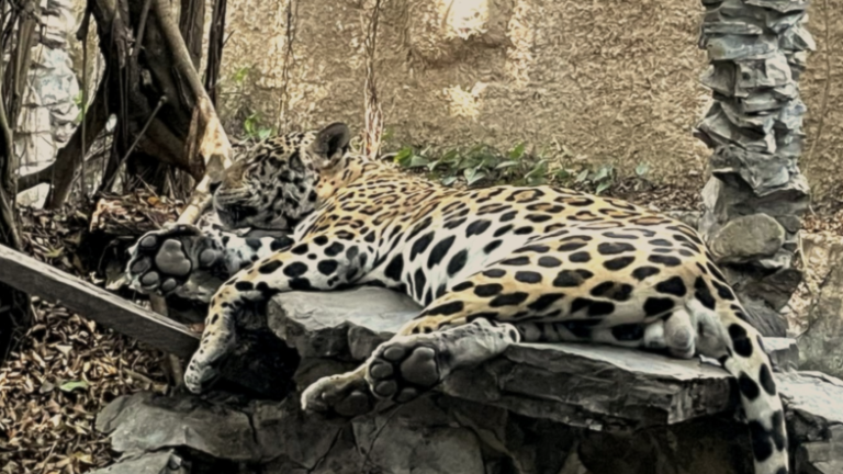 Autopistas de depredación: El tráfico de fauna silvestre en la Amazonía