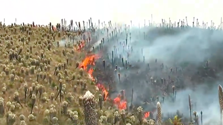 Voraz incendio en Reserva Ecológica El Ángel: más de 250 hectáreas han sido consumidas por las llamas