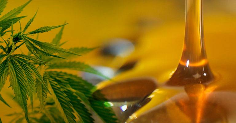 Aceite de marihuana daría alivio contra efectos de quimioterapia