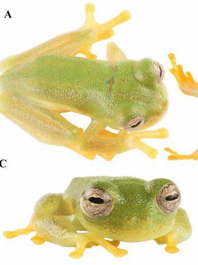 Nueva especie de rana de Ecuador, Nymphargus dajomesae, recibe nombre en honor a Neisi Dajomes