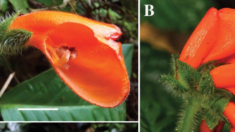 Redescubren en Ecuador una flor que se creía extinta desde hacía casi 40 años