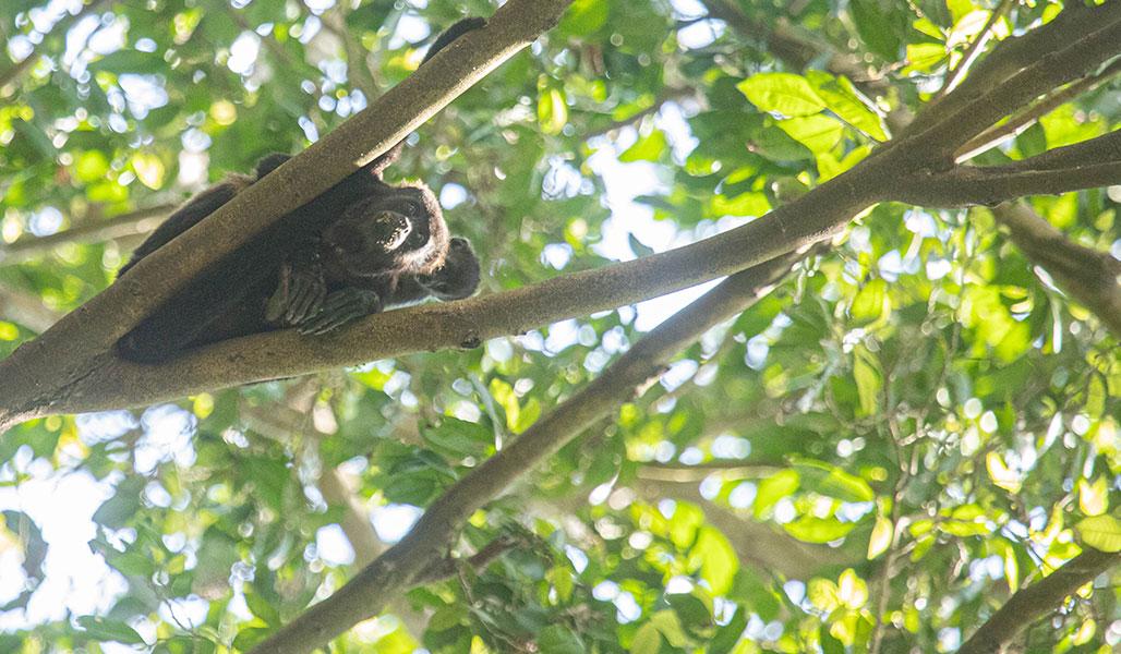 ABRAS DE MANTEQUILLA