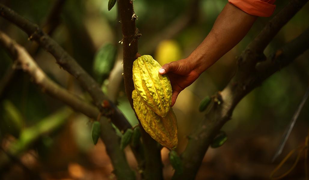 ABRAS DE MANTEQUILLA