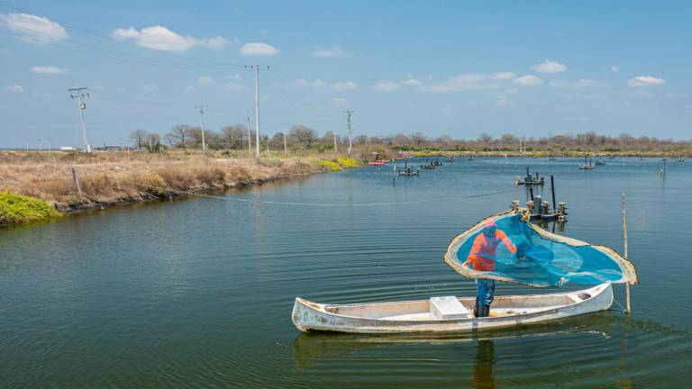 Sector camaronero busca depender menos del diésel