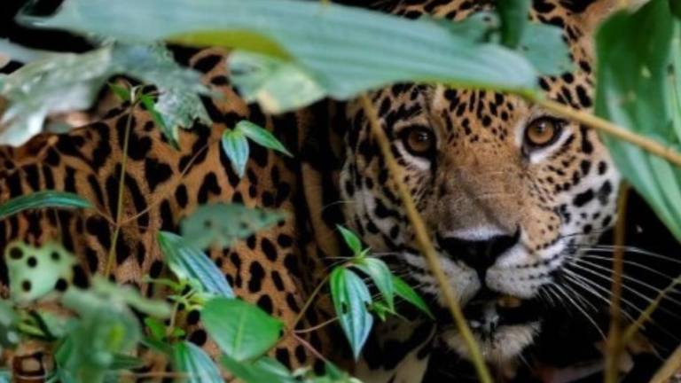 El jaguar enfrenta amenazas en toda su área de distribución que va desde Estados Unidos hasta el norte de Argentina.