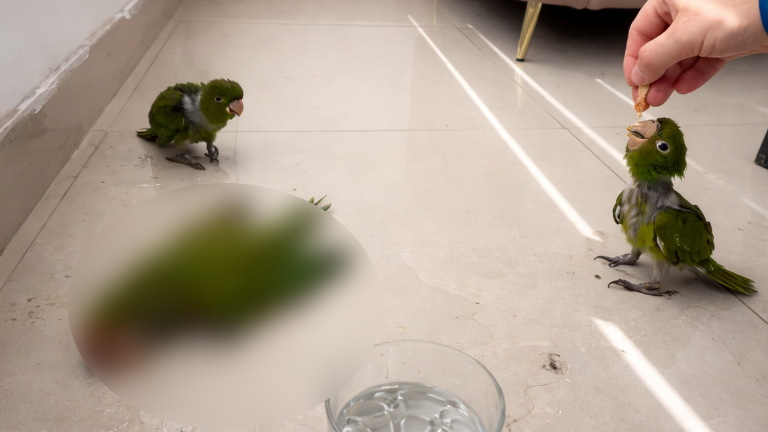 Ola de calor en Guayaquil pone en riesgo a aves por temperaturas extremas