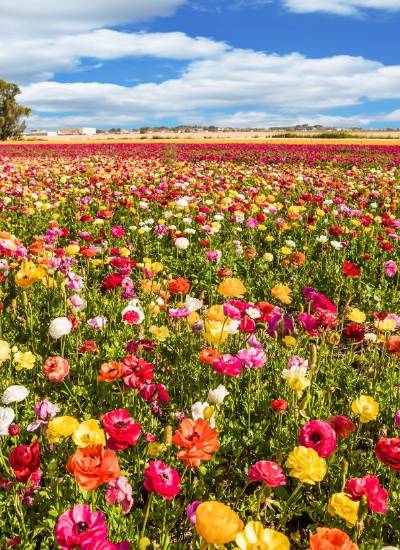¿Por qué varía la fecha del equinoccio cada año? El inicio de la primavera este 2026