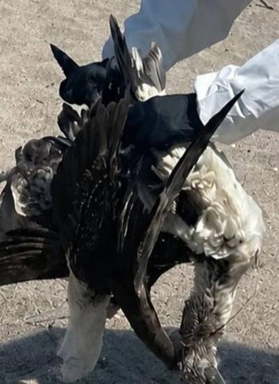 Alerta en la costa de Ecuador: ¿Por qué están apareciendo aves marinas muertas?