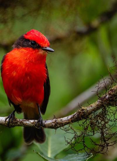 Conservación en Galápagos: registran un incremento histórico en la reproducción del pájaro brujo