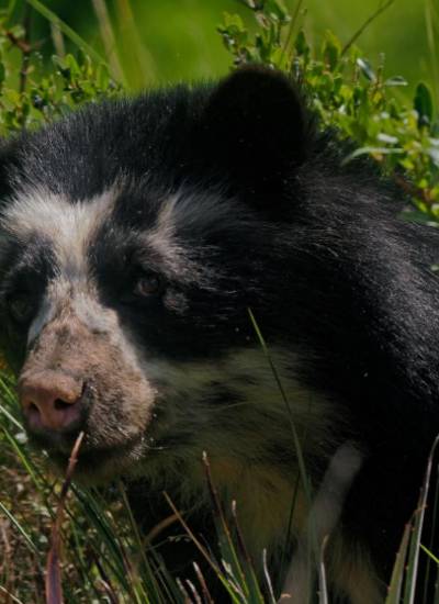 El oso de anteojos está catalogado en peligro de extinción ​​​​​​.