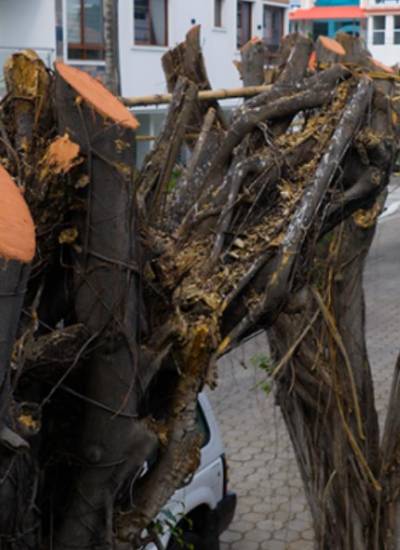Poda irregular en Las Garzas: Municipio de Guayaquil impone multa y ordena reposición