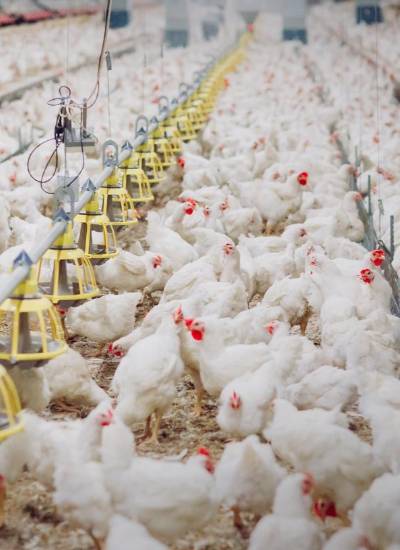 Granja de aves, en una foto referencial.