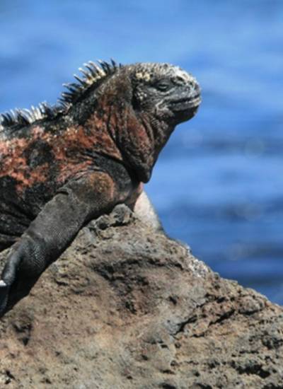 CITES CoP20: Por qué Ecuador pide proteger las iguanas terrestres y marinas