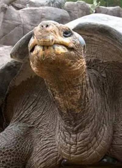 Gramma, la icónica tortuga de Galápagos del Zoológico de San Diego, murió a los 141 años