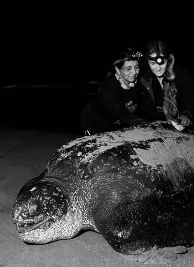 Callie Veelenturf, directora de The Leatherback Project y Kerly Briones, presidenta de la Fundación Reina Laúd revisan la colocación de la etiqueta satelital en una tortuga laúd en Playa Pajonal, Ecuador.