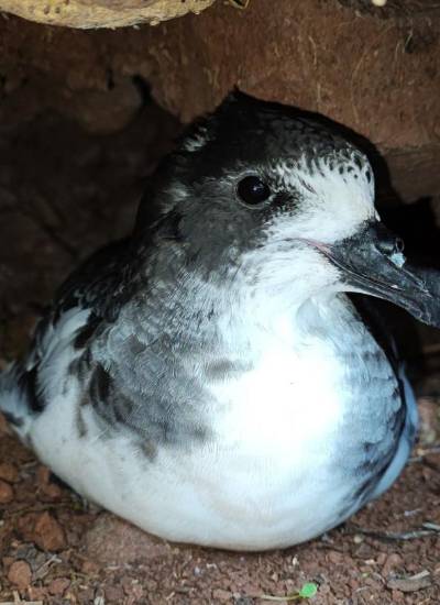Fotografía de la ave Petrel de Galápagos, en una cueva del archipiélago.