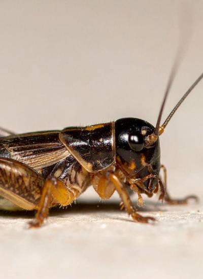 Fotografía a detalle de un grillo.