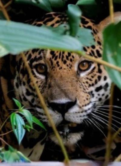 El jaguar enfrenta amenazas en toda su área de distribución que va desde Estados Unidos hasta el norte de Argentina.