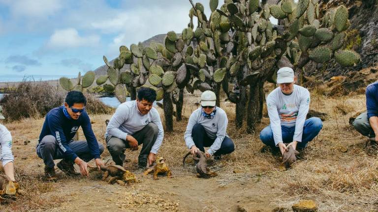 Regreso histórico: las iguanas terrestres vuelven a Galápagos tras dos siglos