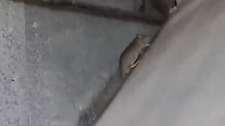 'Tenían roedores momificados': clausuran chifa del centro de Guayaquil por falta de higiene