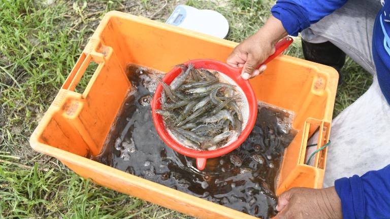 Eliminación del precio diferenciado del diésel afectaría la competitividad del sector camaronero