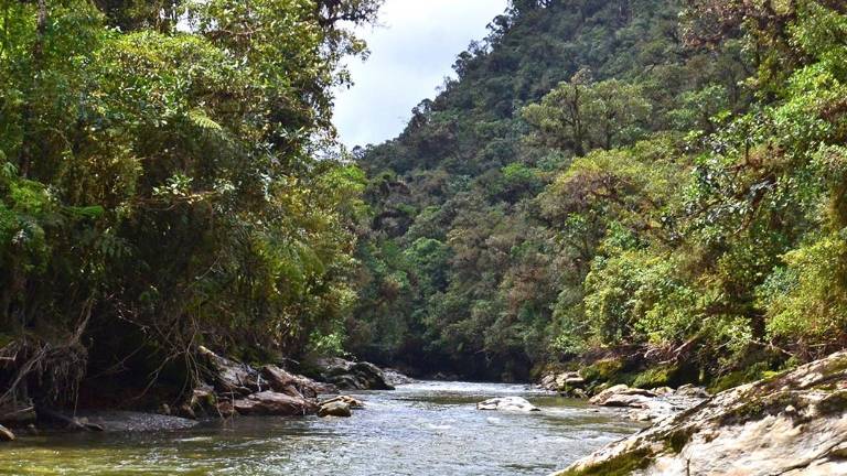 Una alianza impulsa la conservación de bosque en la Amazonía