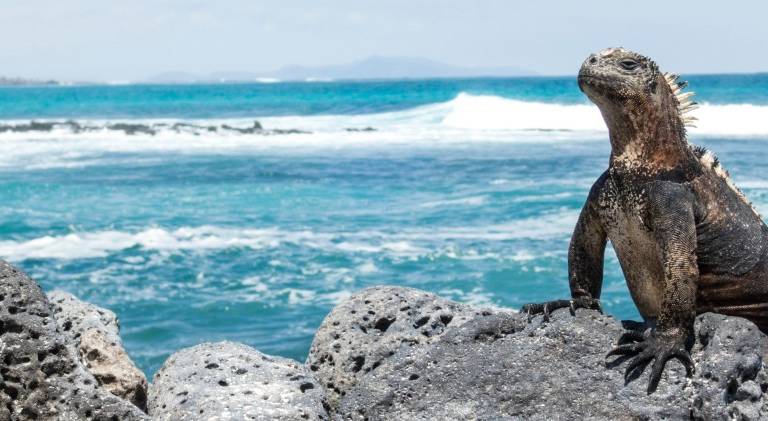 Las Islas Galápagos celebran 61 años como primera área protegida de Ecuador